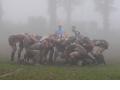 Gorilles dans la brume