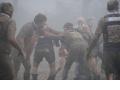 Gorilles dans la brume