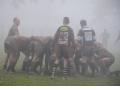 Gorilles dans la brume